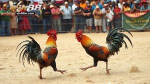 Ưu điểm và hạn chế khi chơi Đá Gà ISC Vin88